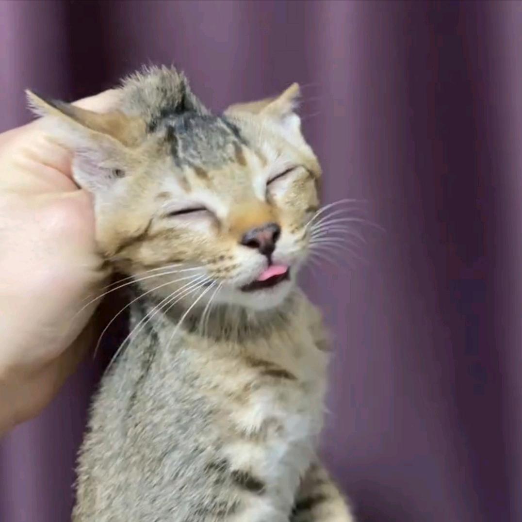 小猫咪能有啥坏心思啊