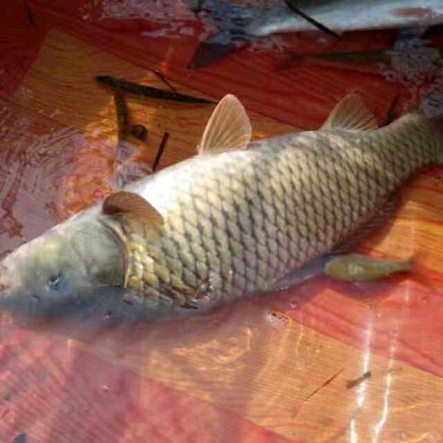 卢水强大洲乡厨鱼仔哥