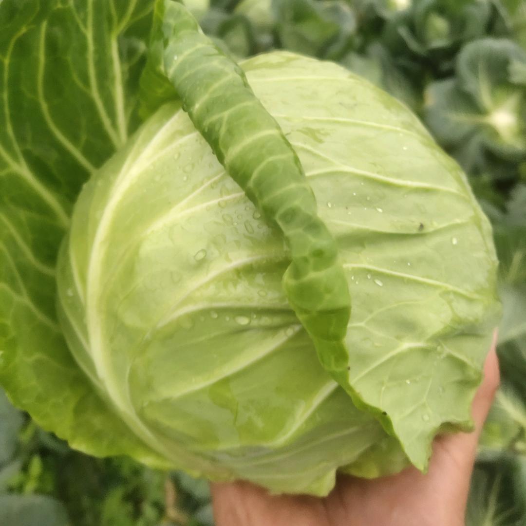 叶盛蔬菜合作社