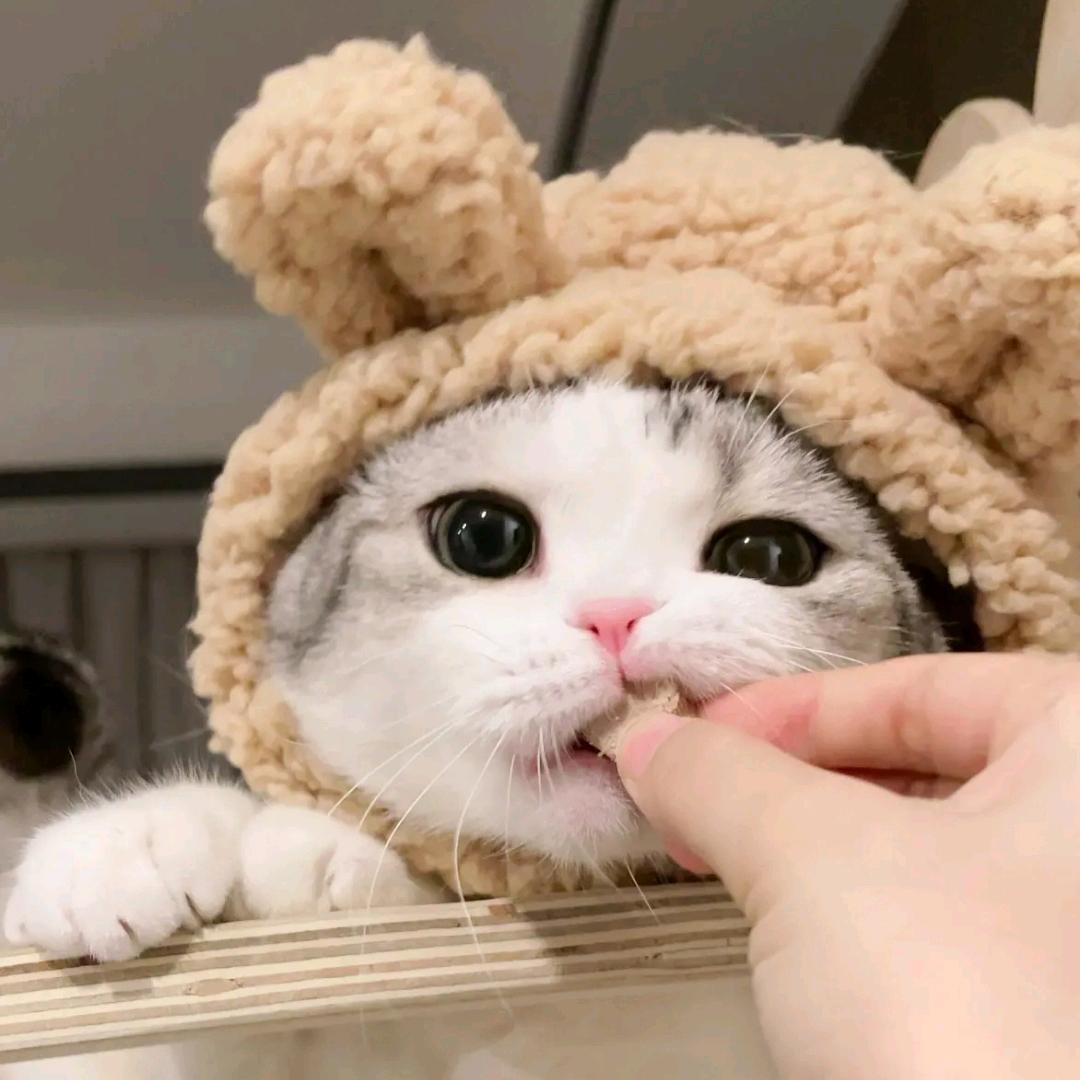 初朔
