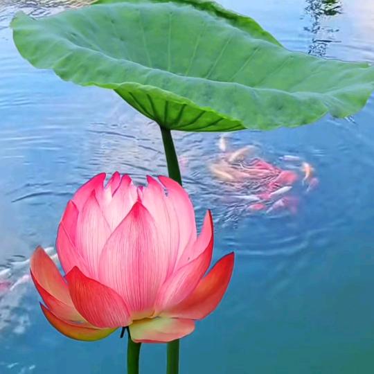 Lꪜ丶优利HR～莹