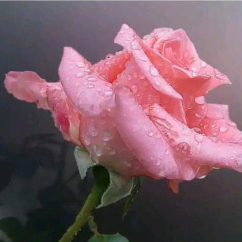 抖评花