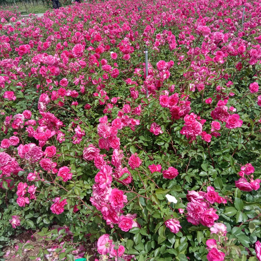 百合姐