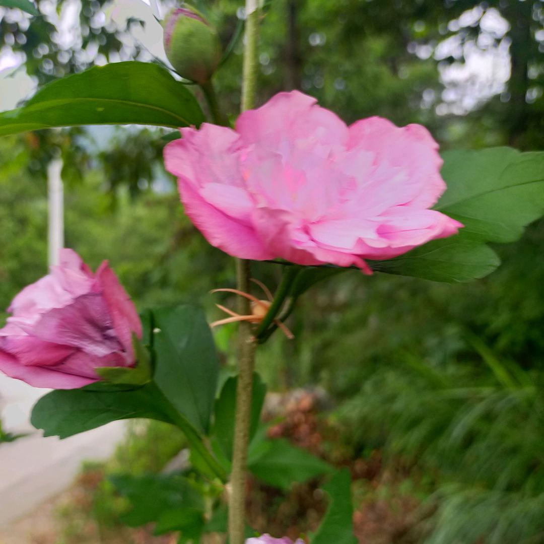 雪花儿