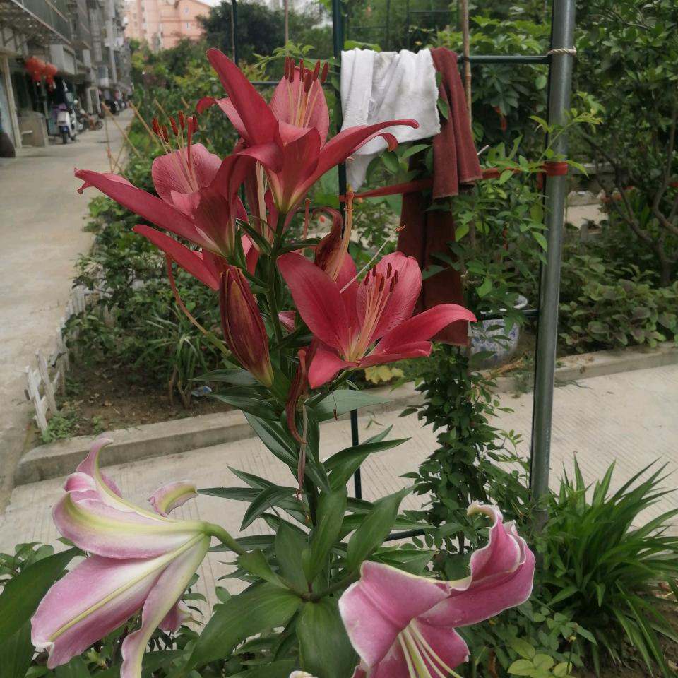 四川，，，，严