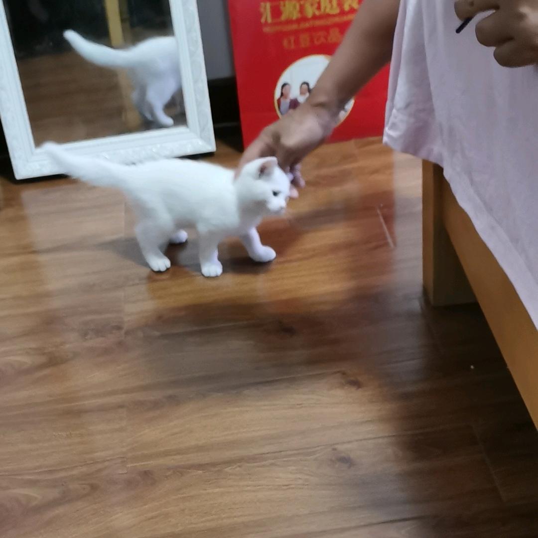 叮当不当