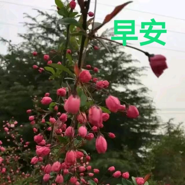 潘家姑娘老七