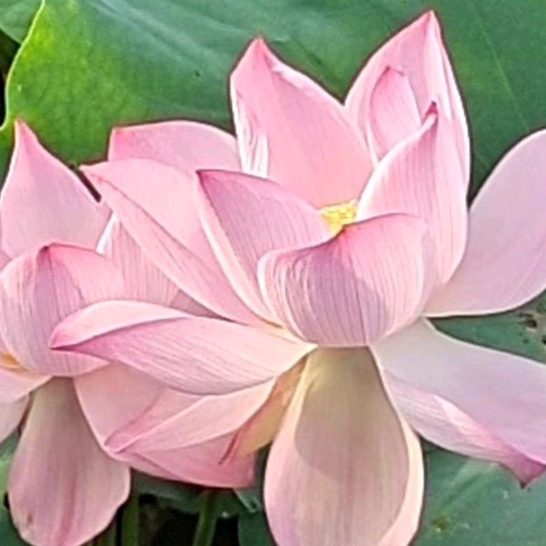 洪湖彩莲家庭农场官方号