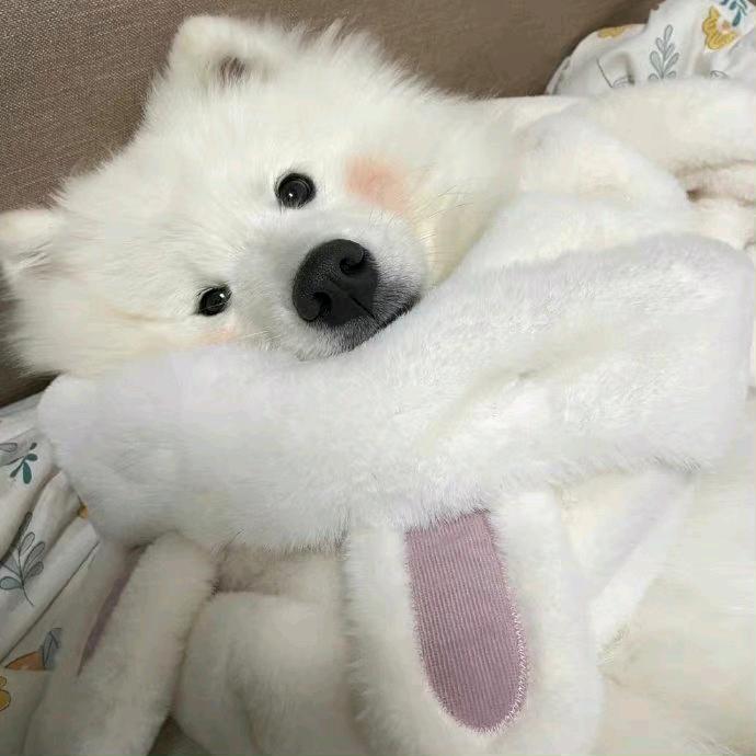 一朵风中摇曳的水仙花yu