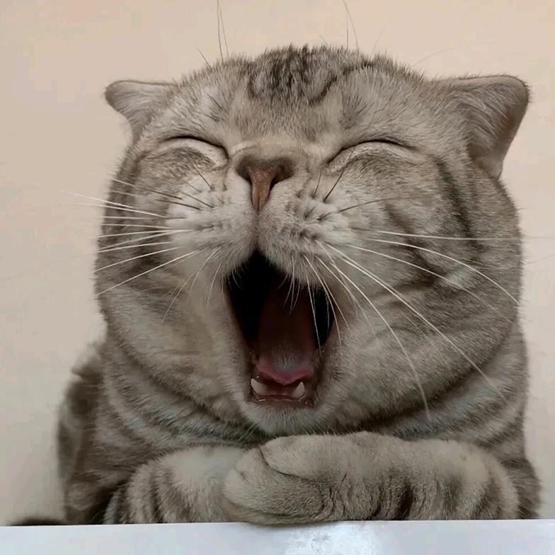 独自漫步的猫