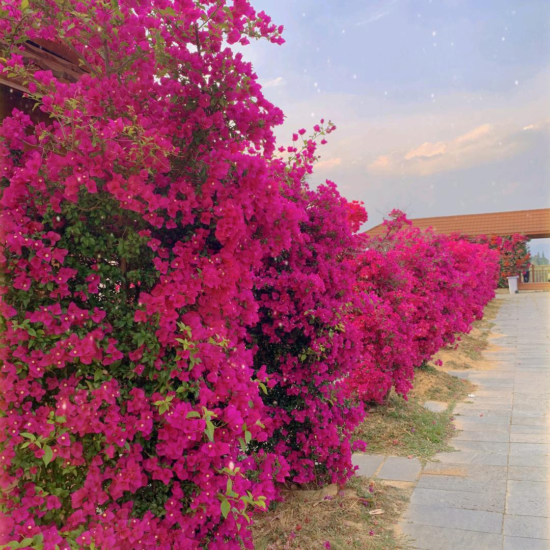 幸福 快乐 平安 喜乐