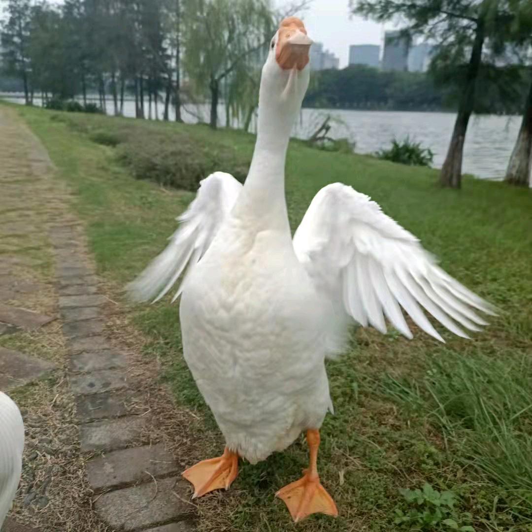 傲娇的鹅子🦢