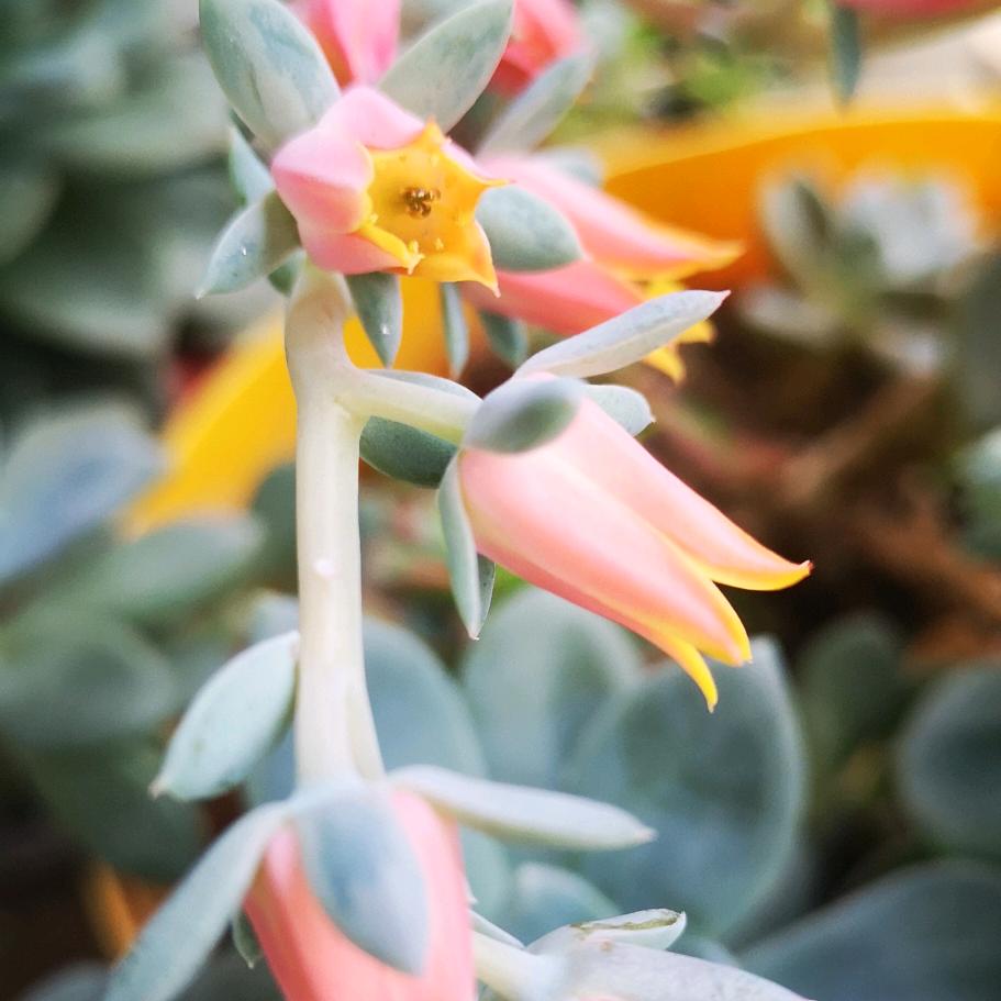 ꦿ꯭꧔ꦿ᭄代瓶水꧔ꦿএ᭄࿐