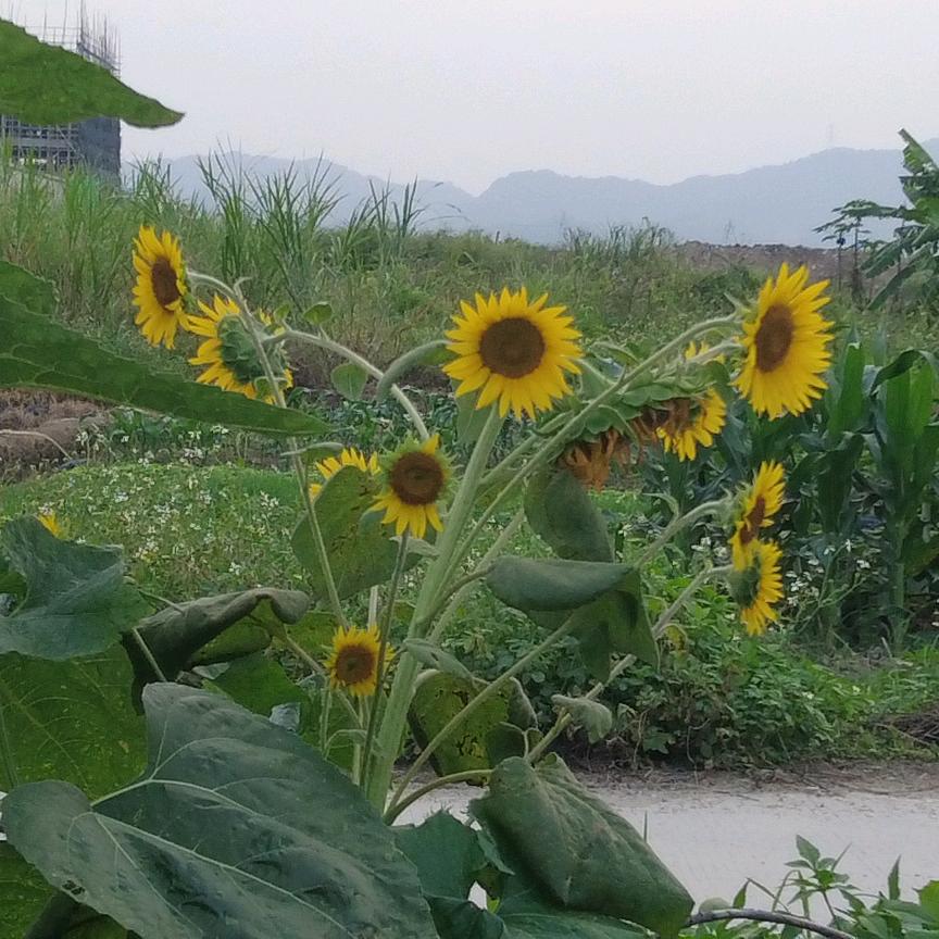 大家好，我是蕉太郎