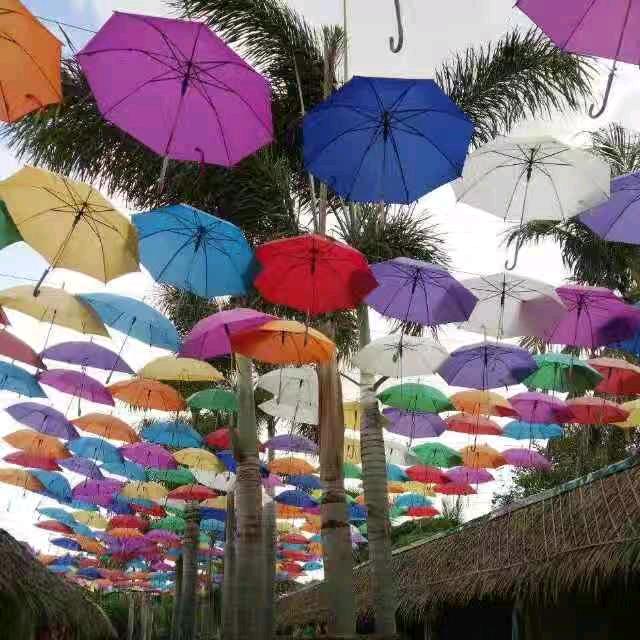 打不死压不碎的铁蚕豆