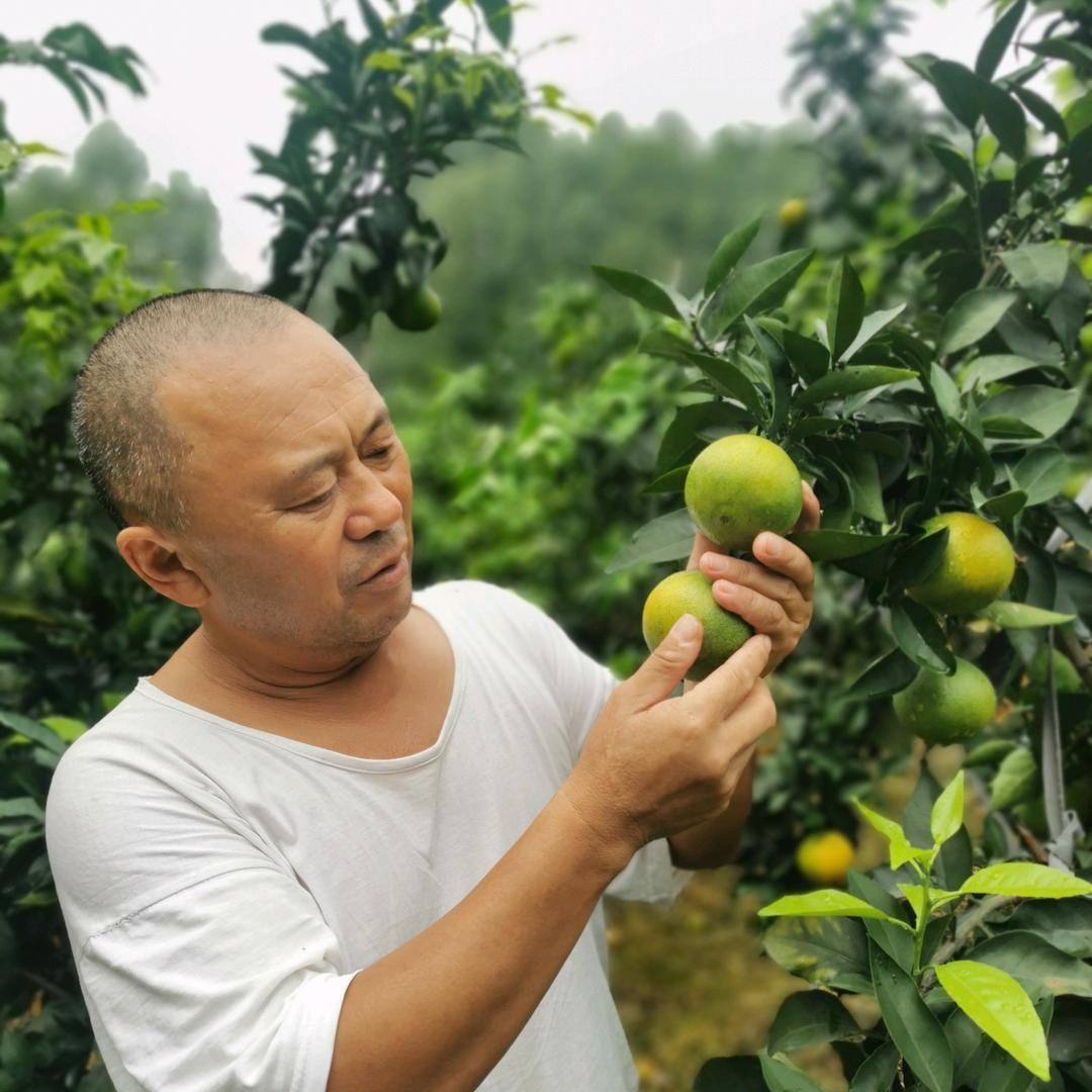 专业种爰媛38的老农民