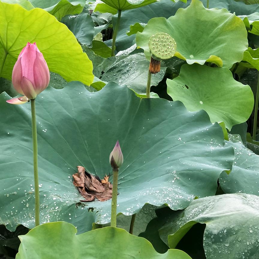 闲缘小院