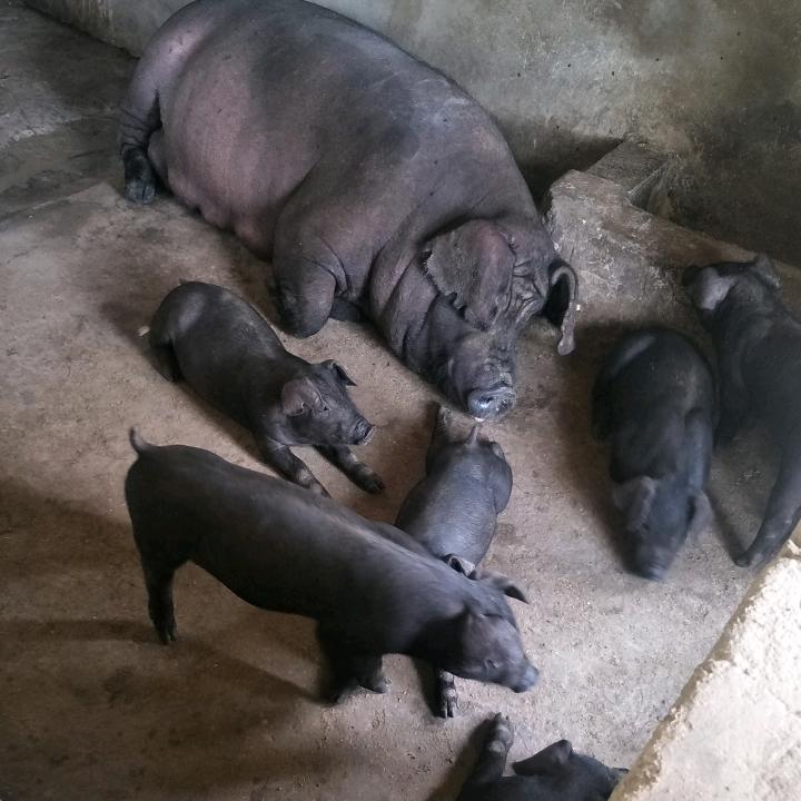 江苏徐老四养猪场