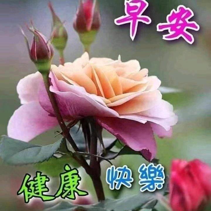 张婵