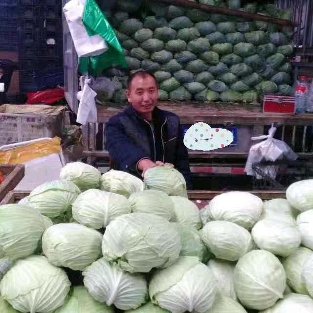 常年销售莲花白