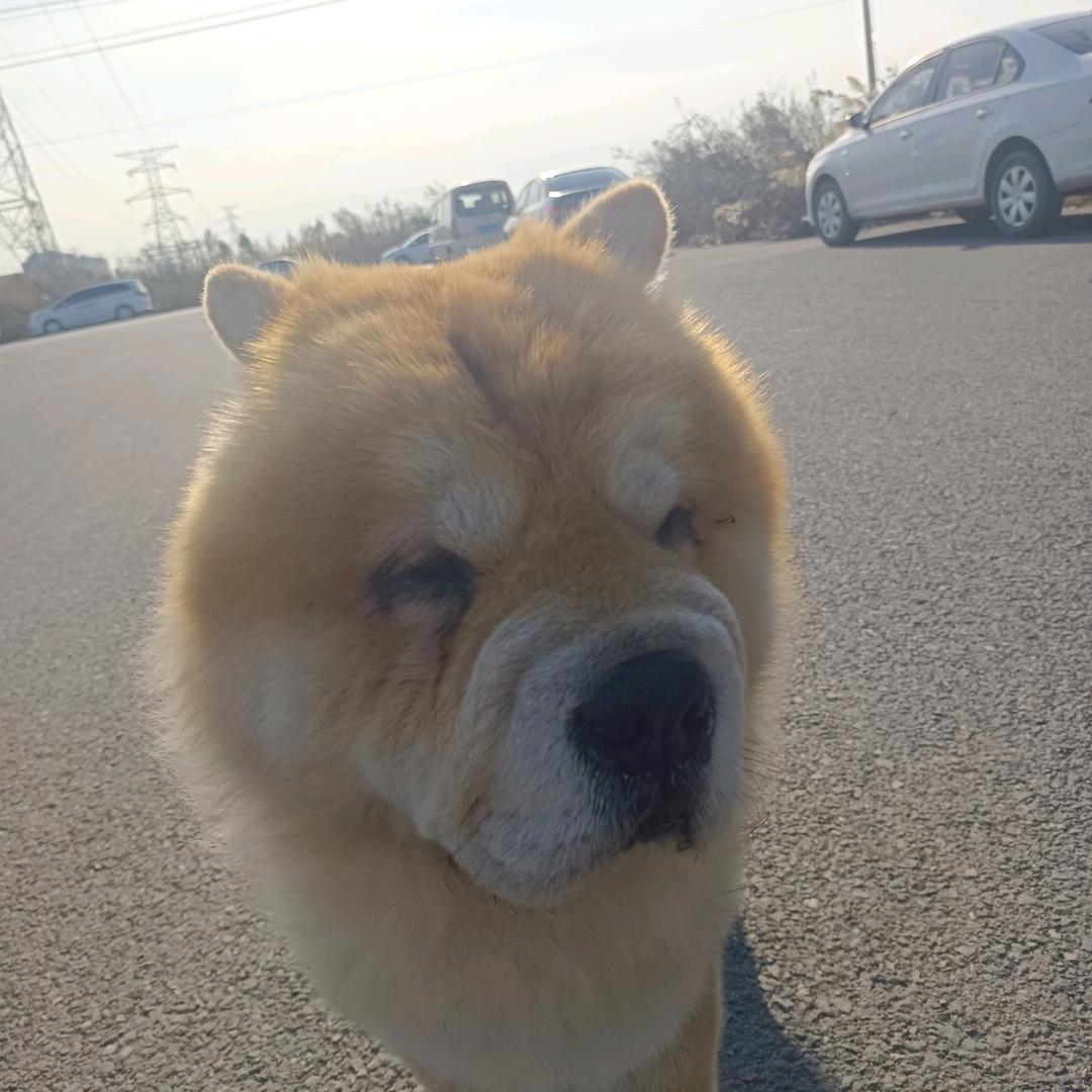 没心没肺