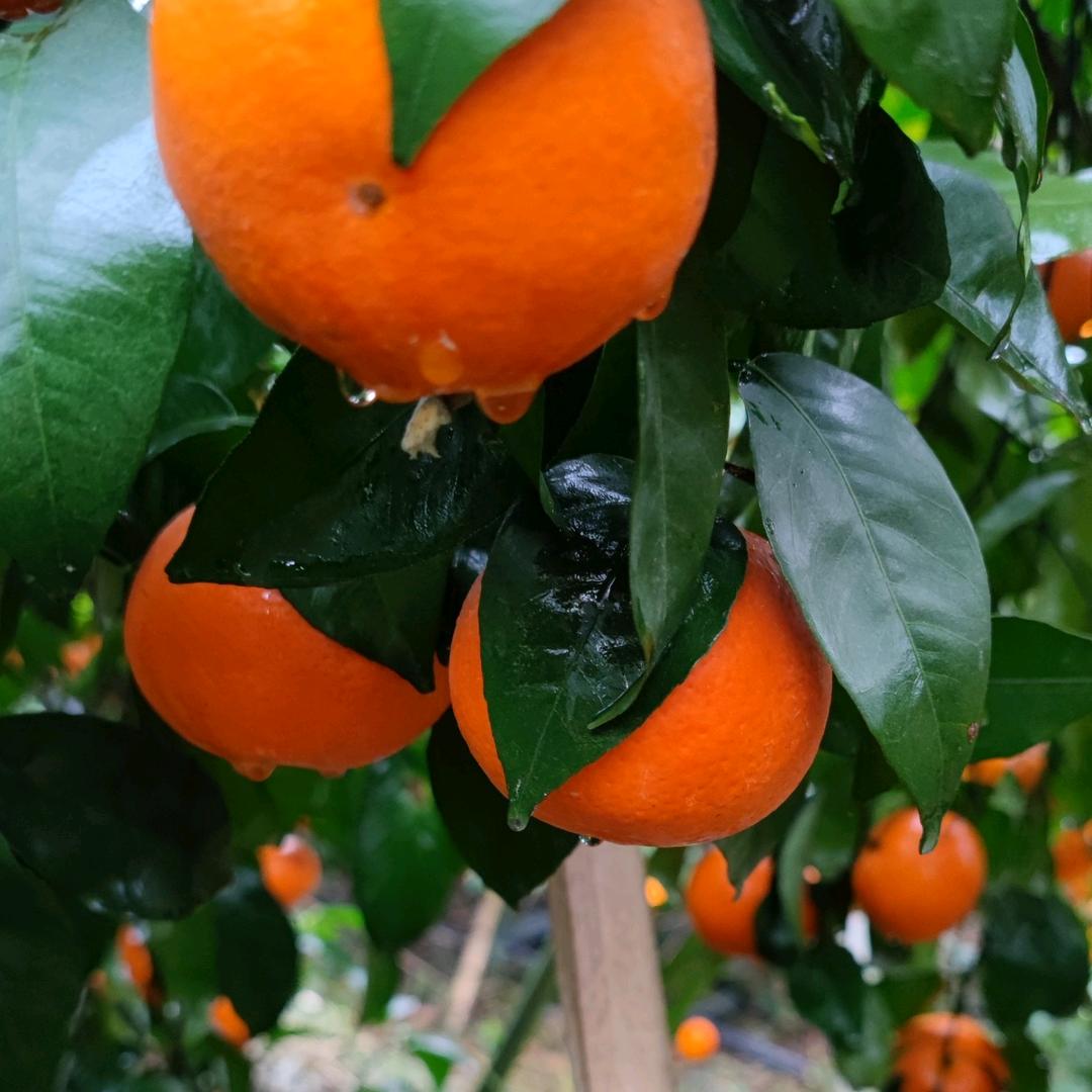 馬鲜生☞生鮮直供☜