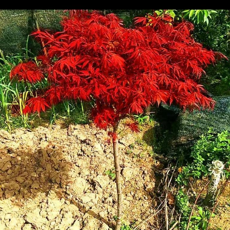 用户6162776718286张健