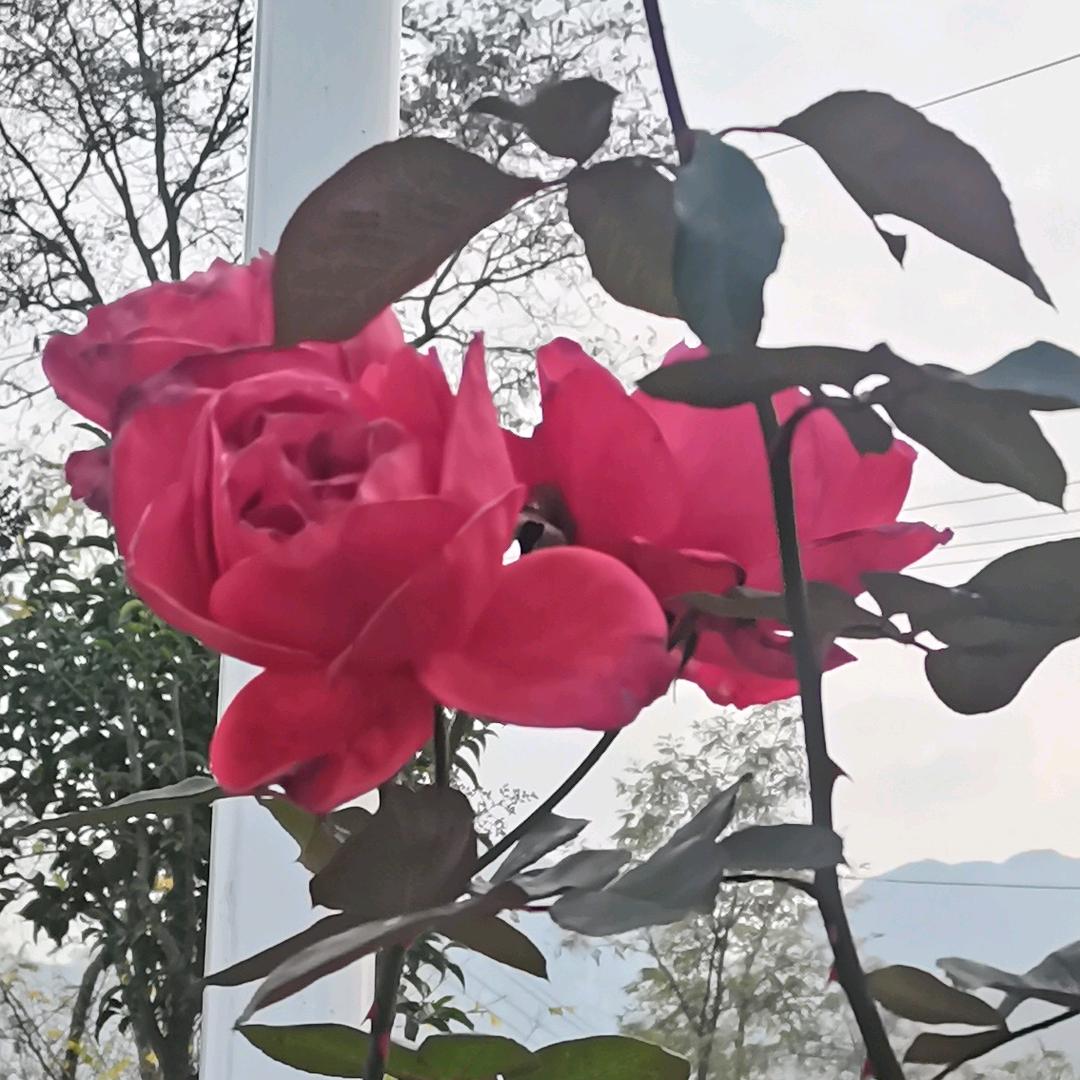 山青水秀