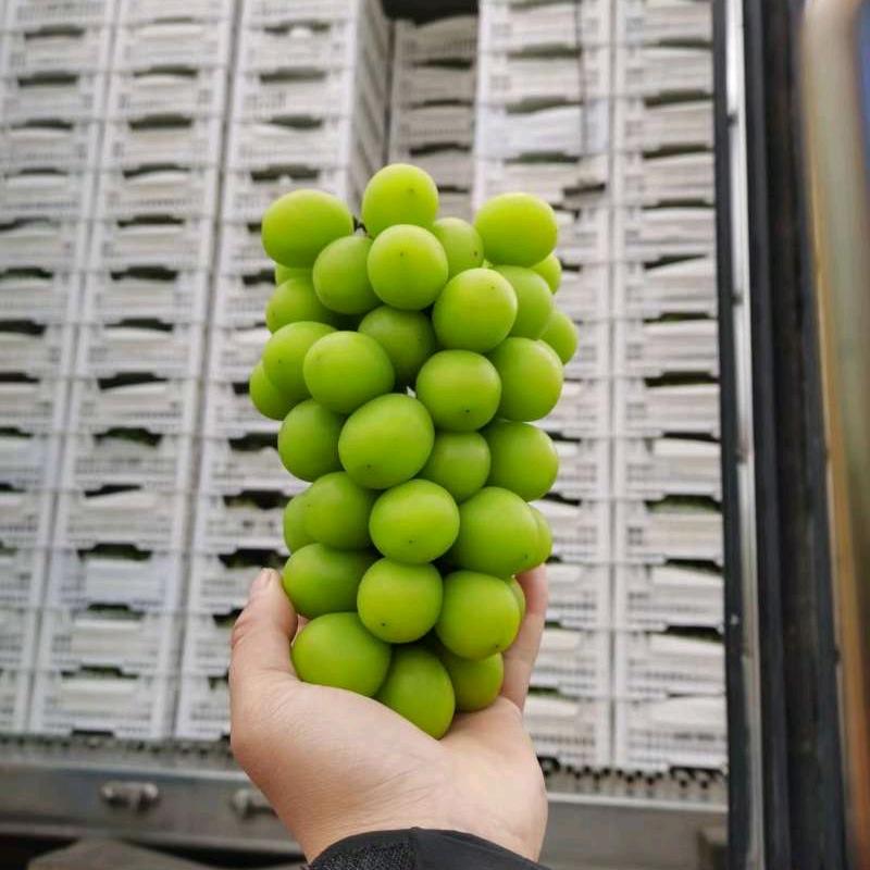 郎溪梓沐水果大闸蟹