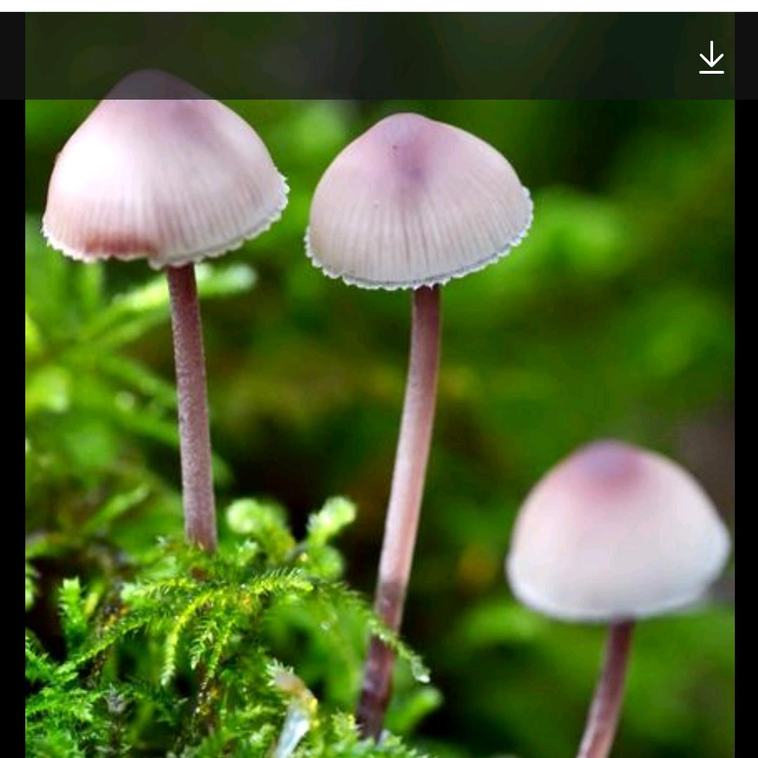 屋顶的蘑菇