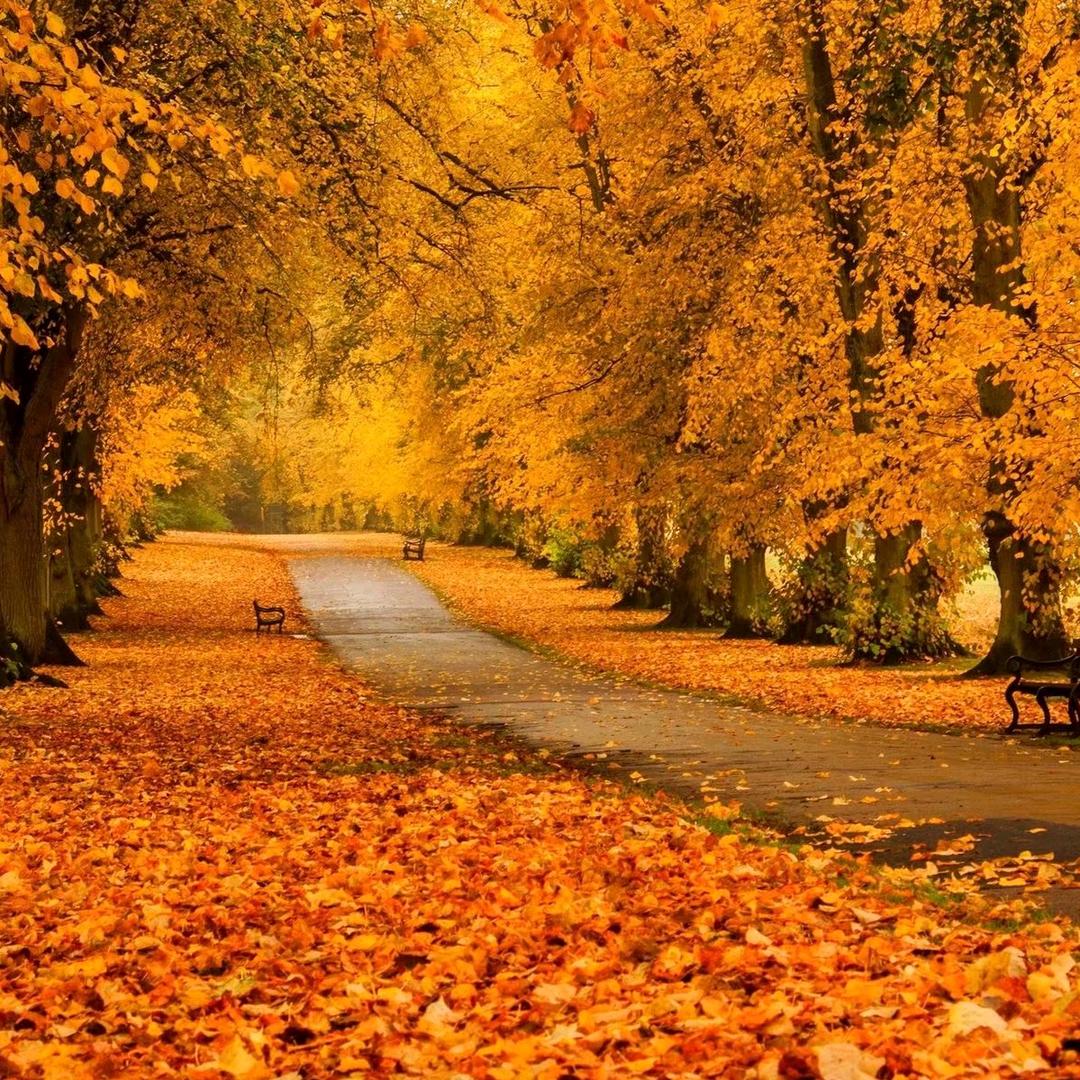 用户8907970262229叶落成殇