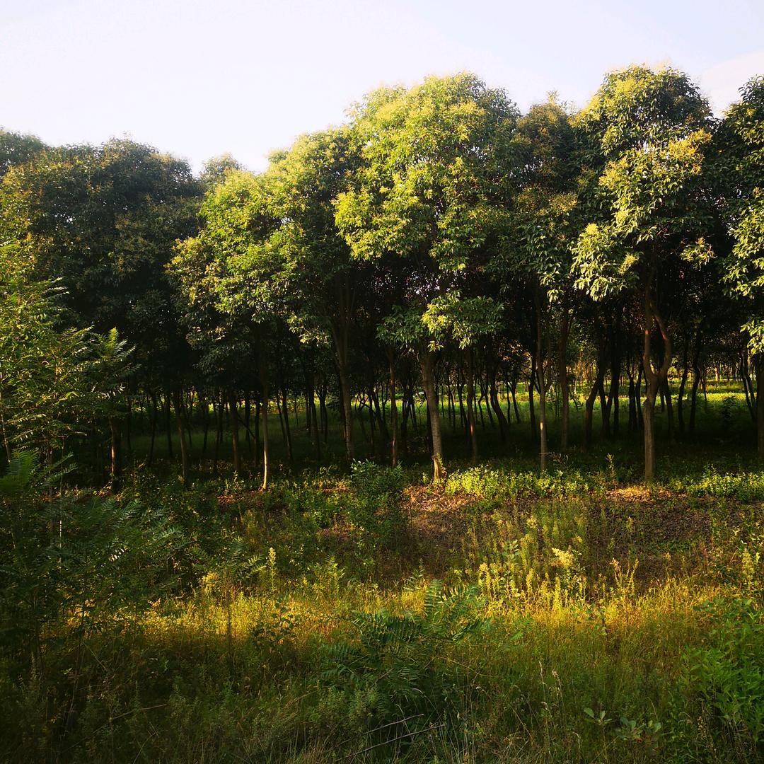 小文如风（拒绝连赞）