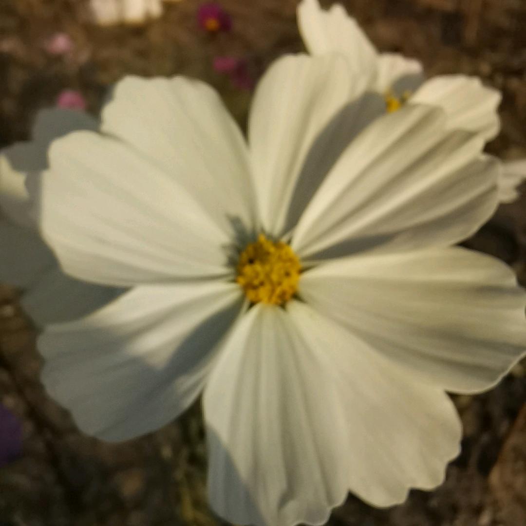 闪电薯条