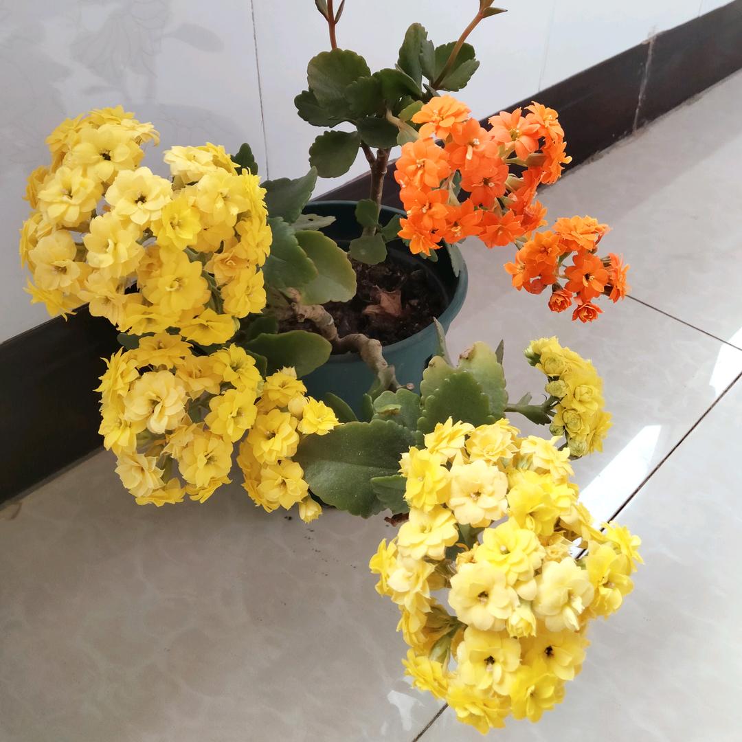 春暖花开四季