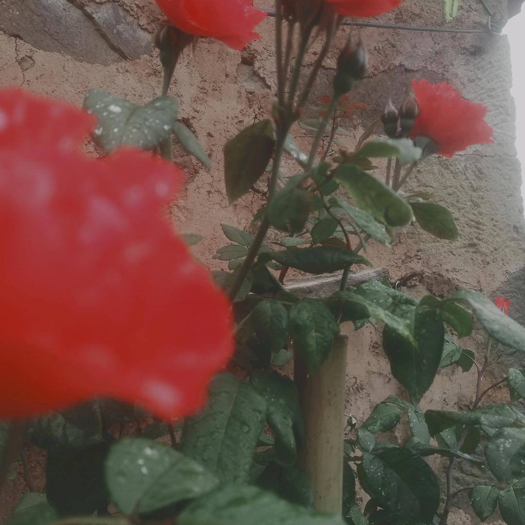 用户27花丛中的快乐↖188520332