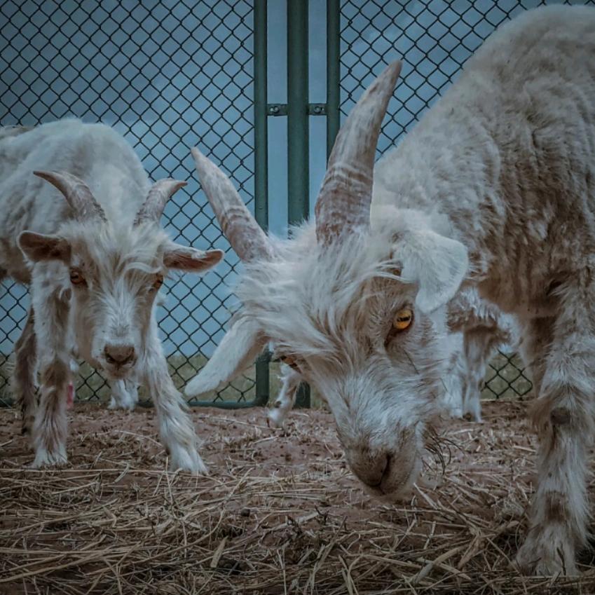 衬衫的价格为九镑十五便士