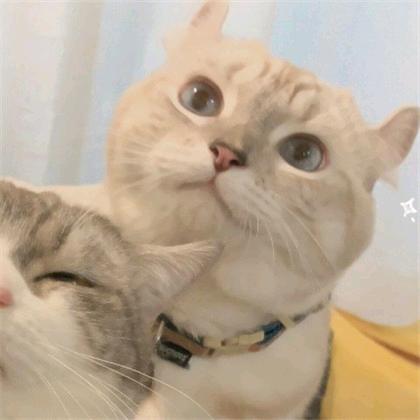 哦