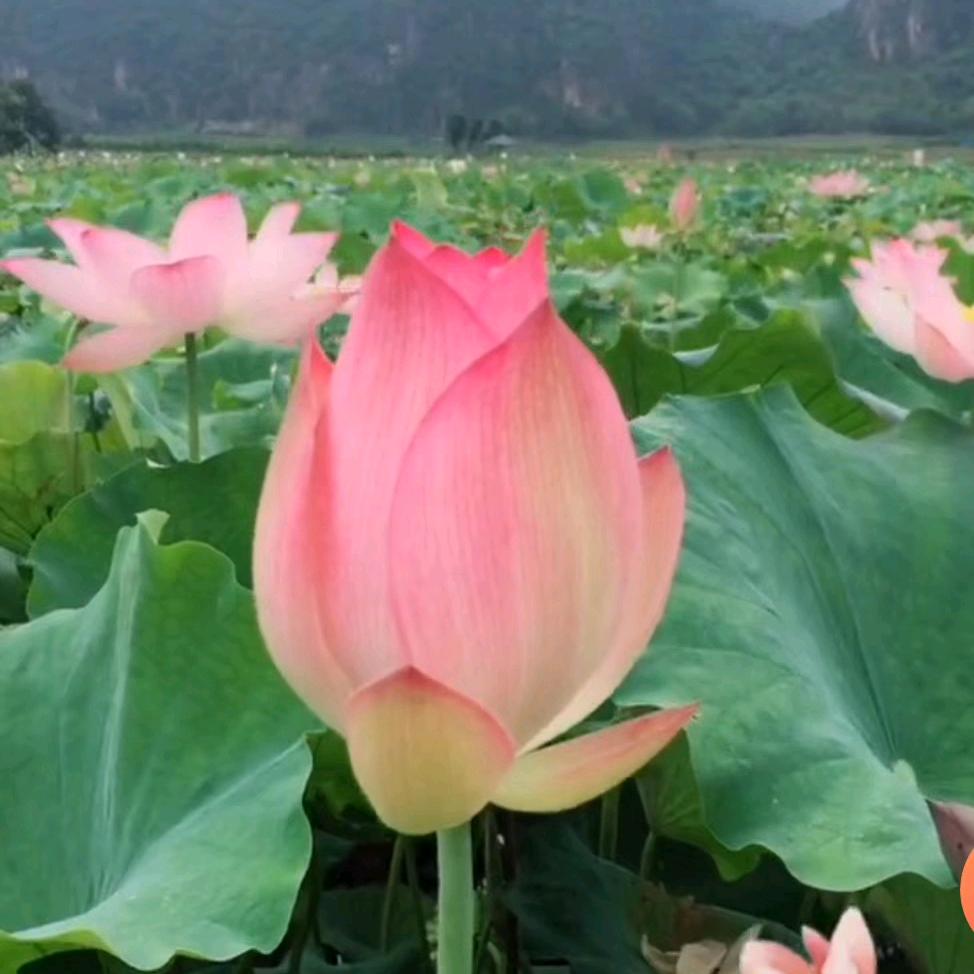 费阿姨
