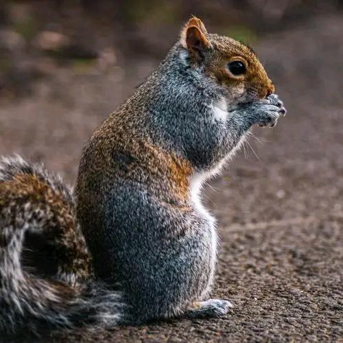 烽火゛戏猪猴、