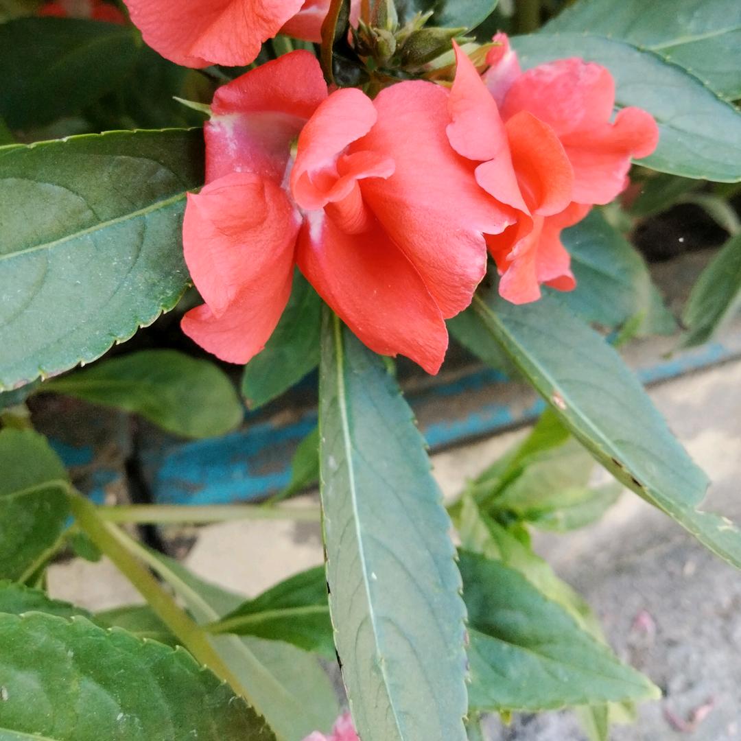 迷茫
