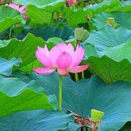 郁金香🌺