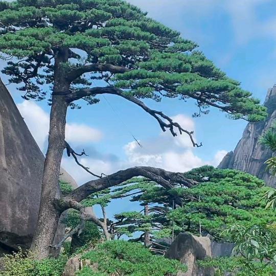 雪域（浪漫）