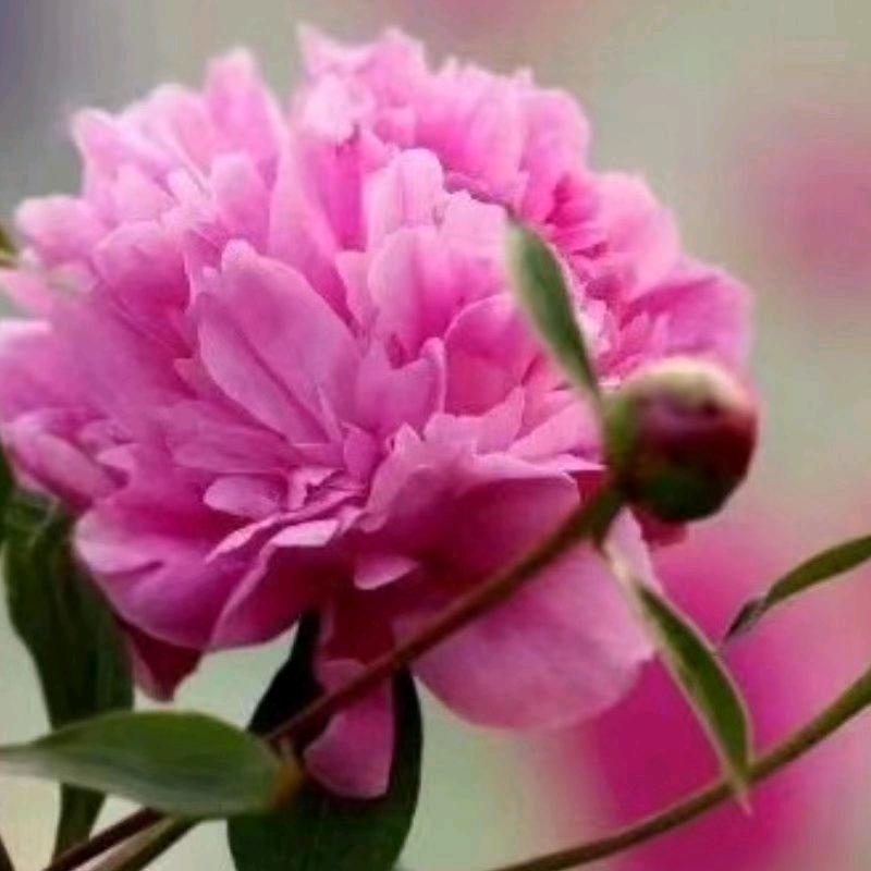 随心🌺🌺所遇