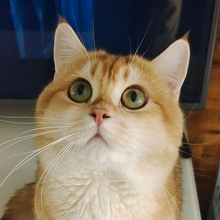 招财猫～(小猫蹲家长)
