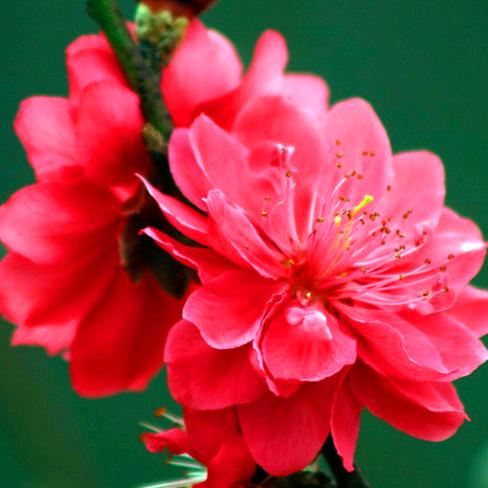 悦来悦好～😃😃