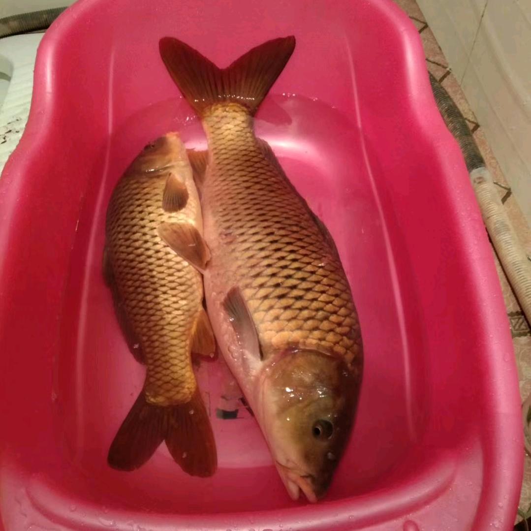 搞鱼123