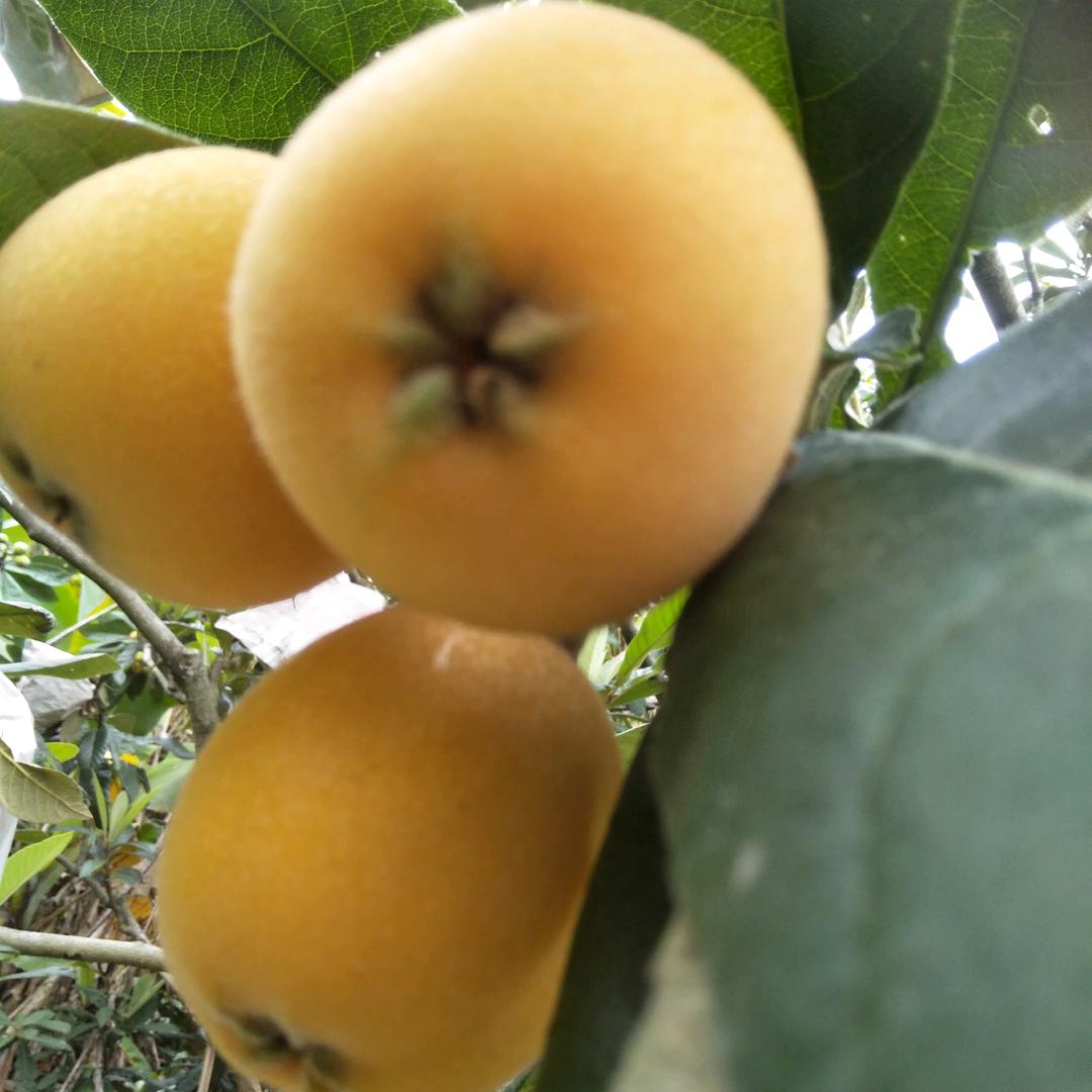 果农老黄水果优品店