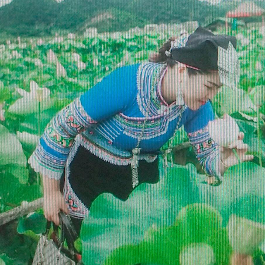 自由小燕子