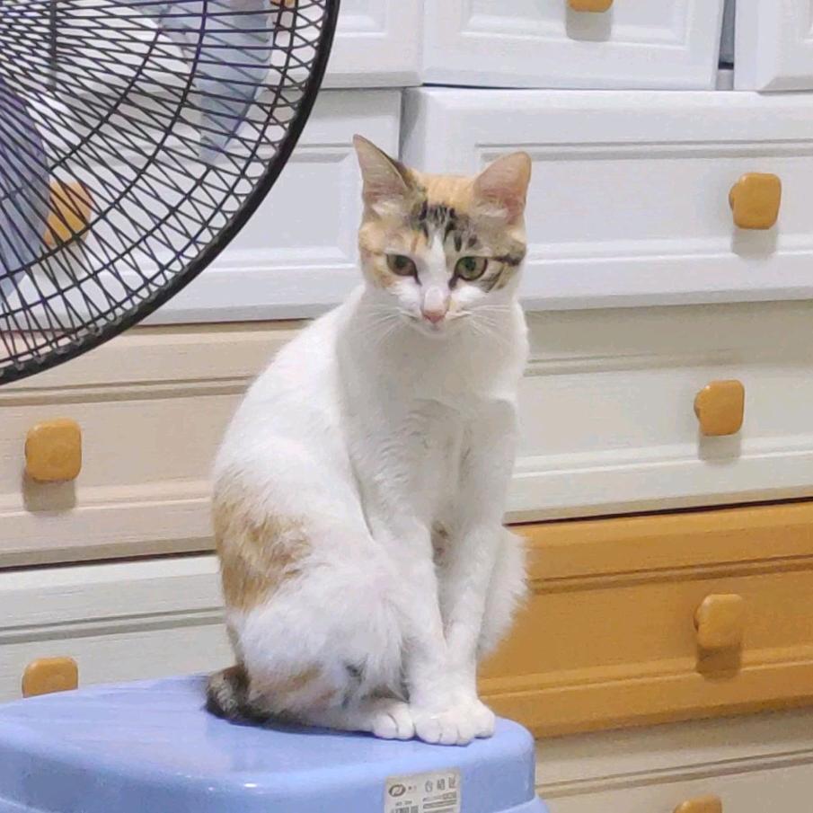 小九是只绿茶猫
