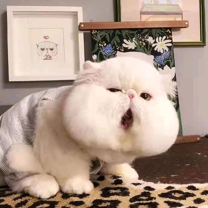 枫叶☜
